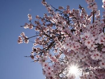 Datça Badem Çiçeği Festivali 2026