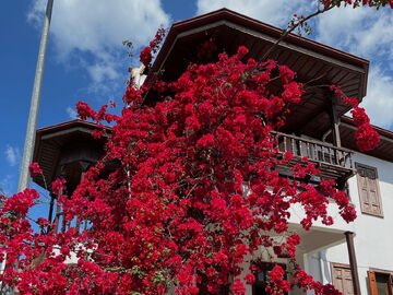 Datça Badem Çiçeği Festivali 2026