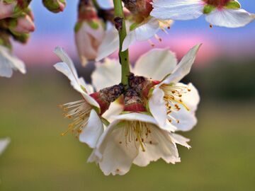                                      Günübirlik Datça Badem Çiçeği Festivali Turu