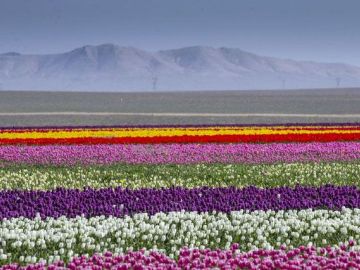 Konya Lale Bahçeleri Turu (H.İçi)