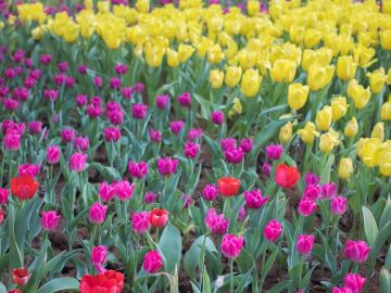 Konya Lale Bahçeleri Turu (H.İçi)