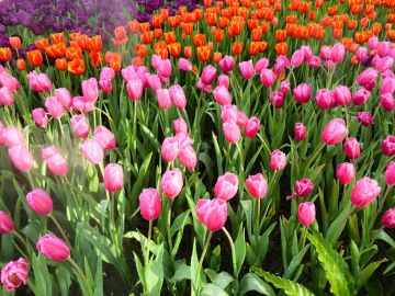 Konya Lale Bahçeleri Turu (H.İçi)