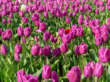 Konya Lale Bahçeleri Turu (H.Sonu)