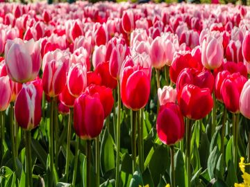 Konya Lale Bahçeleri Turu (H.Sonu)
