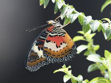 2025 Konya Şeb-i Arus Turu 