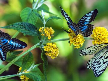 2025 Konya Şeb-i Arus Turu 